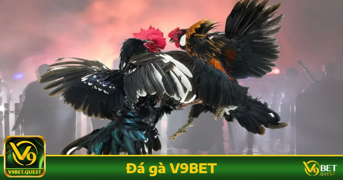 Đá gà V9bet 2 Các loại cược phổ biến tại Đá gà V9BET